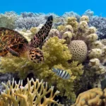 great barrier reef