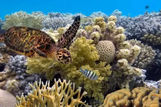 great barrier reef