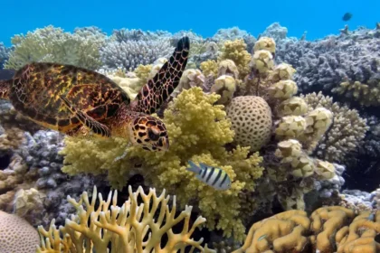 great barrier reef