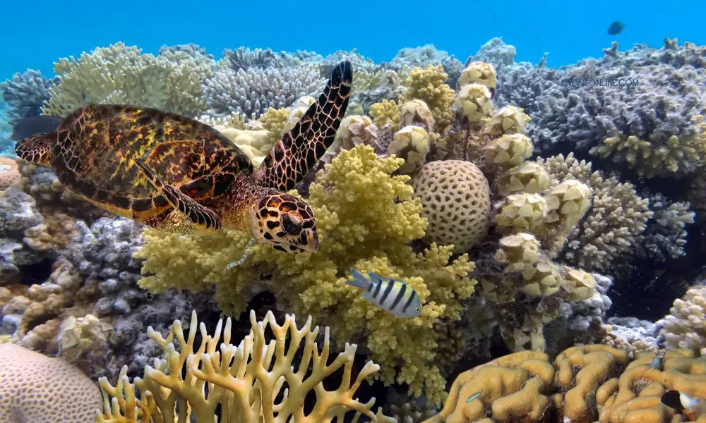 great barrier reef