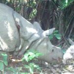 Ujung Kulon dan Kalimantan Masuk 10 Wisata Satwa Liar Terbaik di Dunia