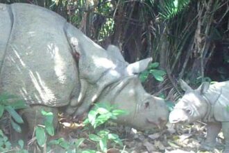 Ujung Kulon dan Kalimantan Masuk 10 Wisata Satwa Liar Terbaik di Dunia