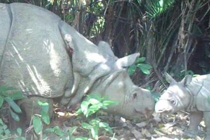 Ujung Kulon dan Kalimantan Masuk 10 Wisata Satwa Liar Terbaik di Dunia