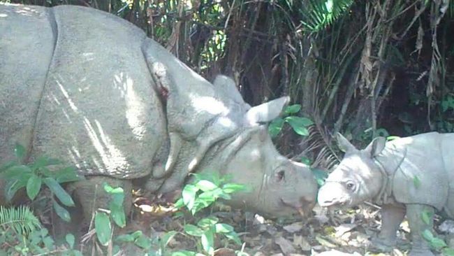 Ujung Kulon dan Kalimantan Masuk 10 Wisata Satwa Liar Terbaik di Dunia